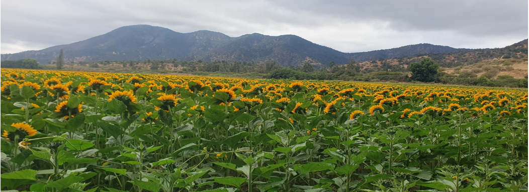 Campo agrícola en venta Las Cabras 51,7 ha | 64 l/s de agua y aptitud frutícola